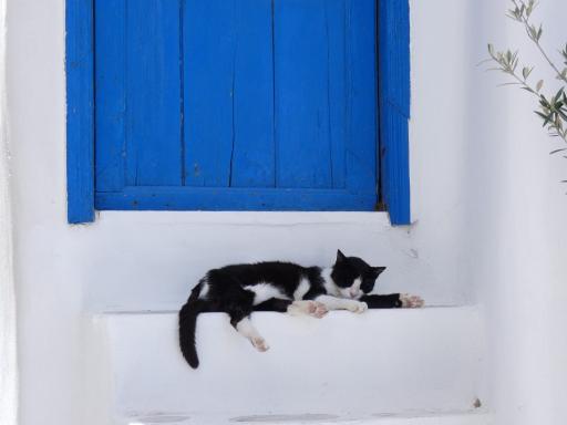Gato en la isla de Santorini