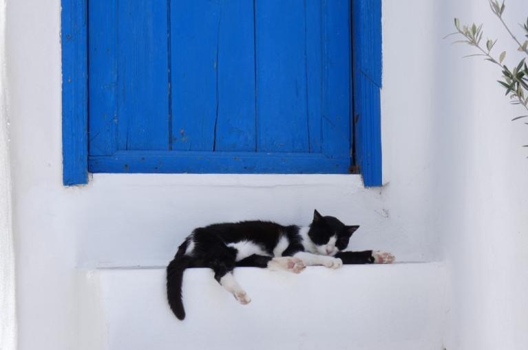 Gato en la isla de Santorini