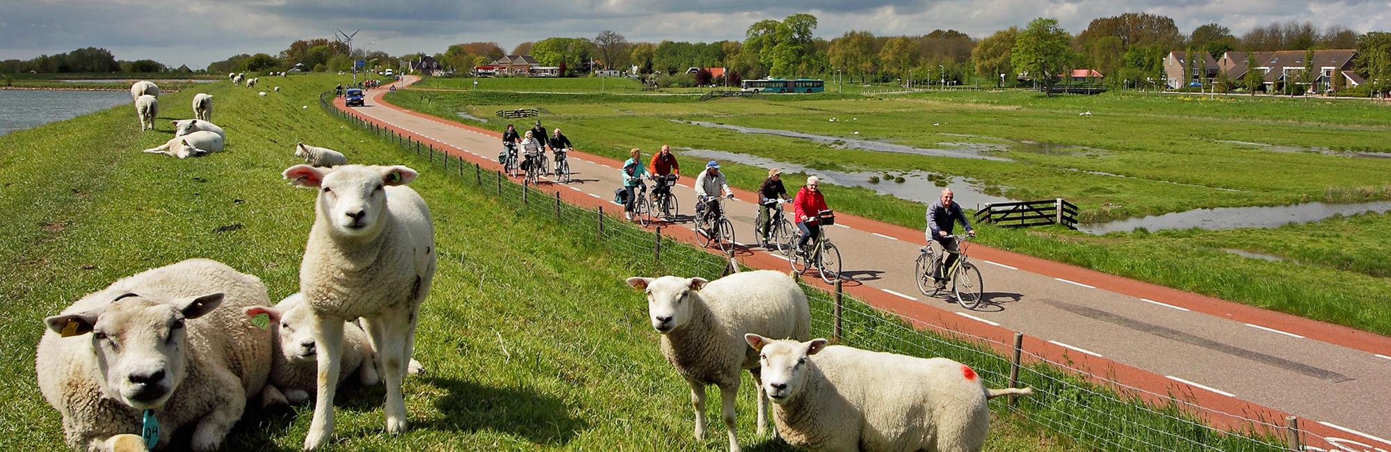 Ovejas y ciclistas en carril bici de Holanda