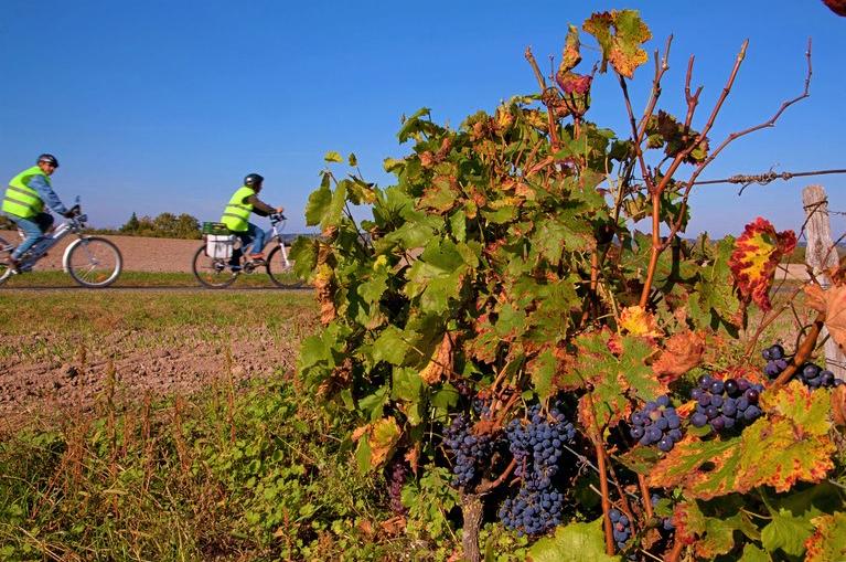 Ciclistas junto a viñedos de Montlouis sur 