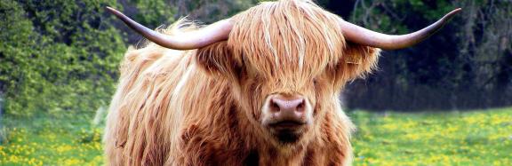 Vaca escocesa