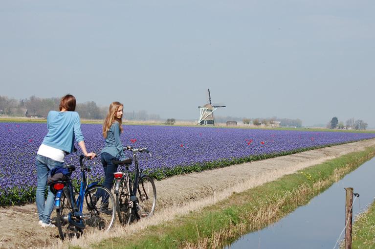 Niñas en bicicleta junto a campo de tulipanes