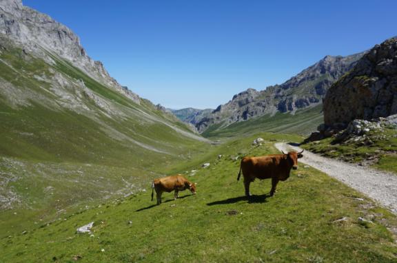 vacas en picos de Europa