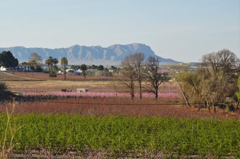 Albaricoques en flor en Murcia