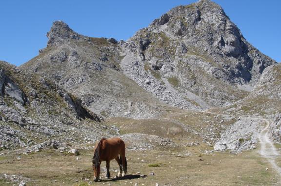 Horse in Picos de Europa