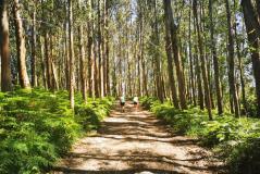 Bosque en el País Vasco