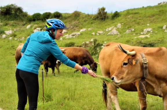 Ciclista dando de comer a una vaca