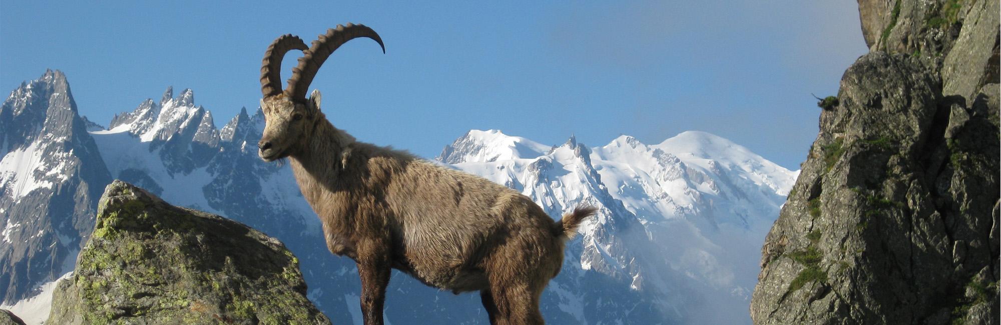 Cabra montesa en Los Alpes
