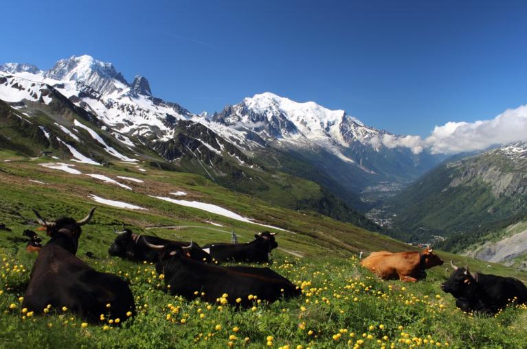 Vacas tumbadas en pastos alpinos del Mont Blanc
