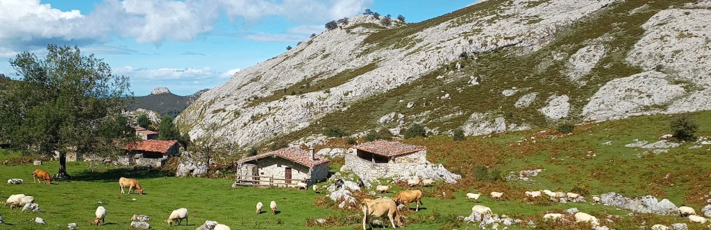 Caba&ntilde;as de piedra y vacas en los Picos de Europa