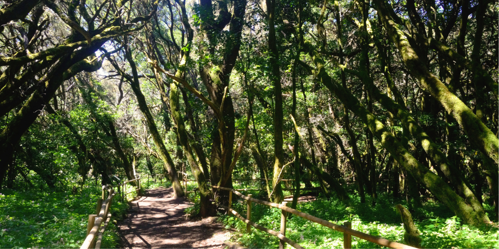 Bosque de laurisilva en el Parque de Garajonay