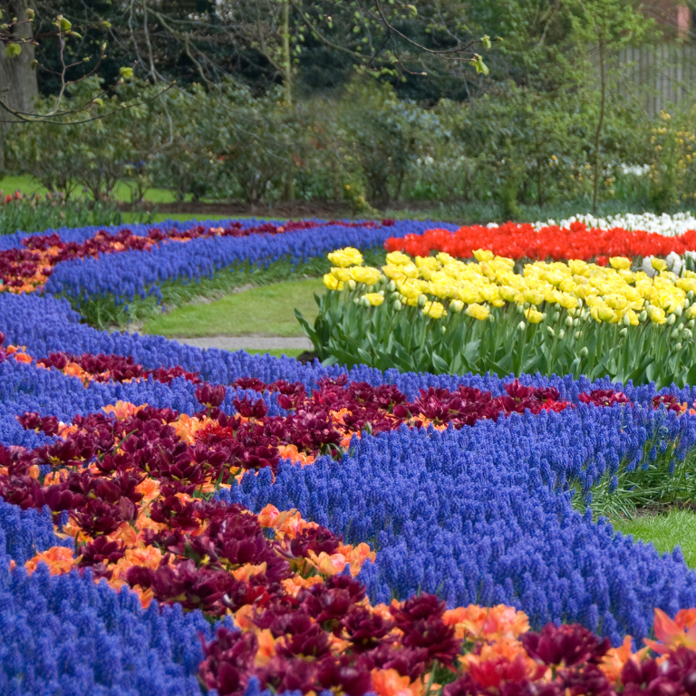 Tulipanes en Keukenhof