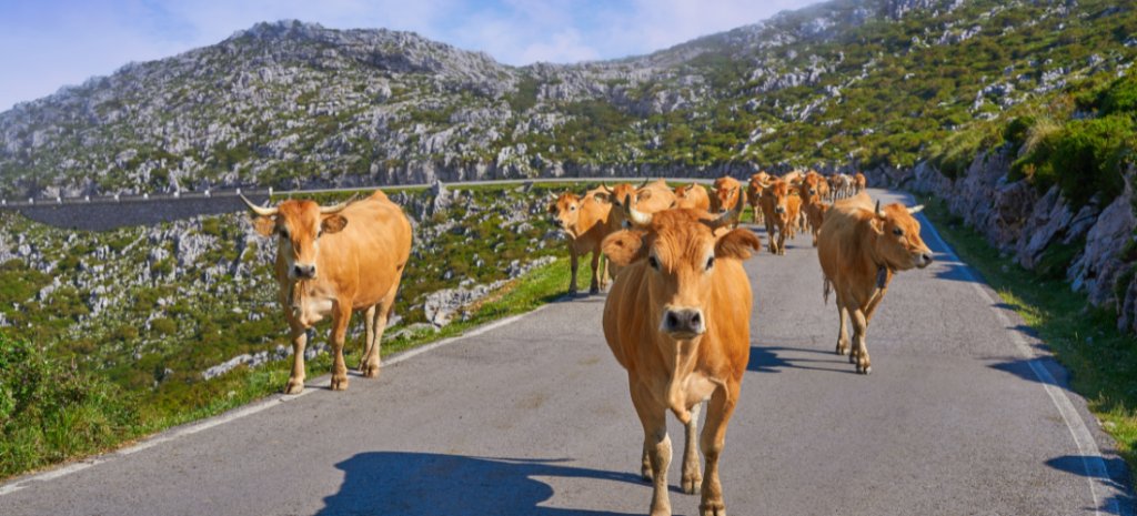 Vacas en la carretera en Picos