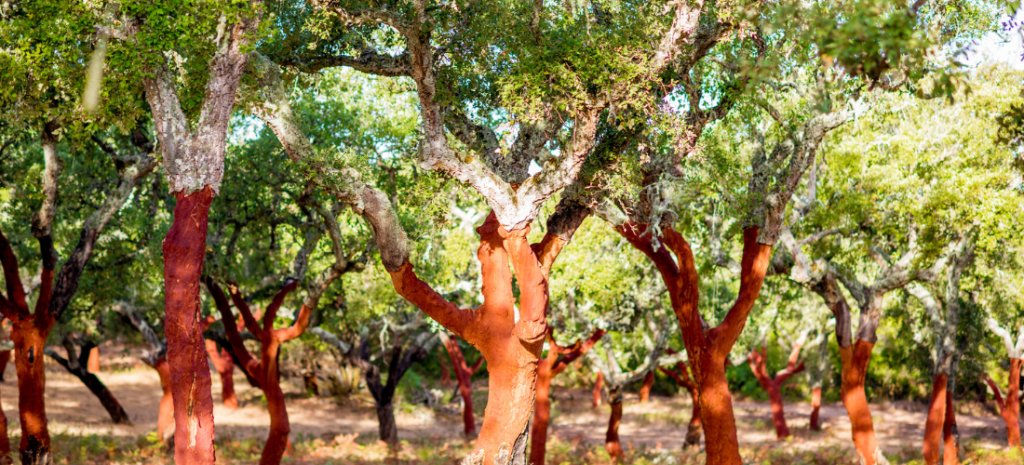Alcornoques en Portugal