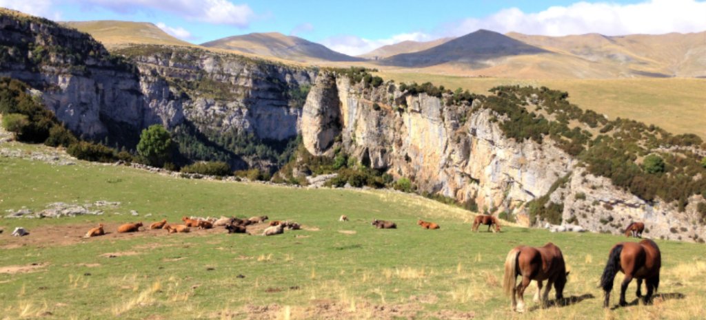 Manada de caballos pastando en Ordesa